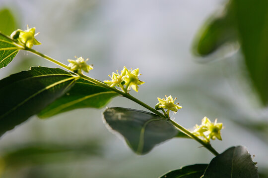 枣树花