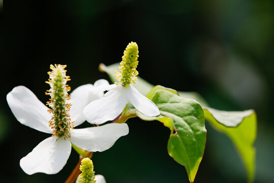 鱼腥草花