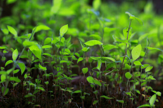 山林里的小草