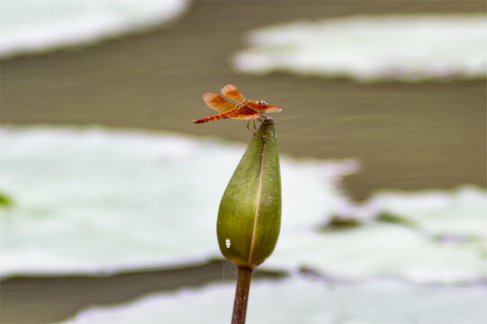 蜻蜓