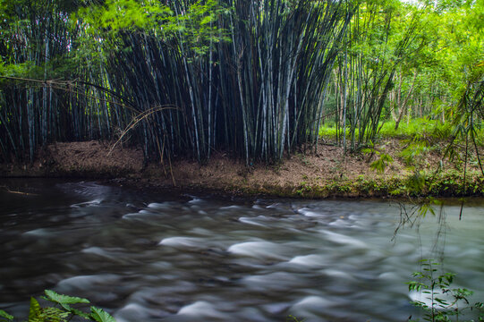 竹子竹林