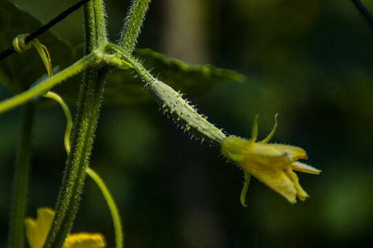 黄瓜花