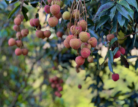 岭南佳果荔枝