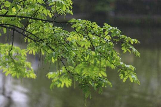 河边绿树叶