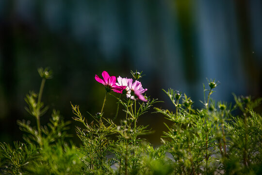 格桑花