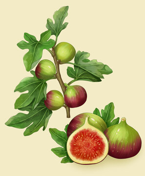 無花果插畫