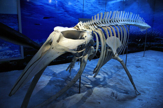 鲸鱼骨骼