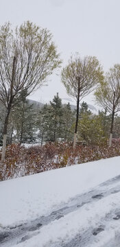 下雪天的路边街拍风景