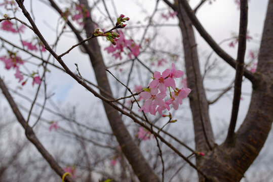 樱花