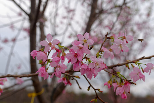 樱花