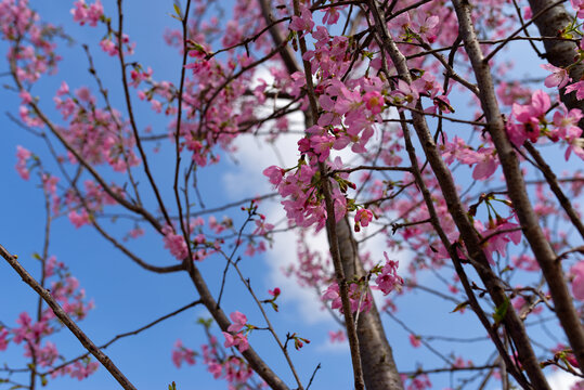 樱花