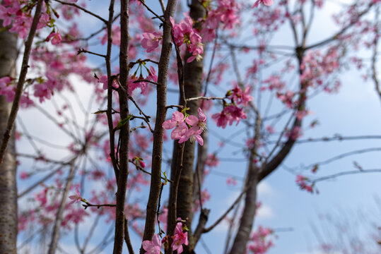 樱花