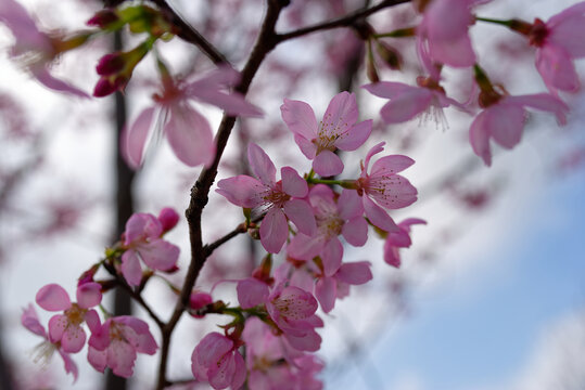 樱花