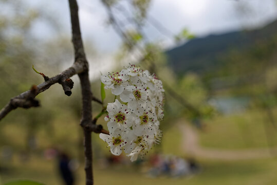 梨花