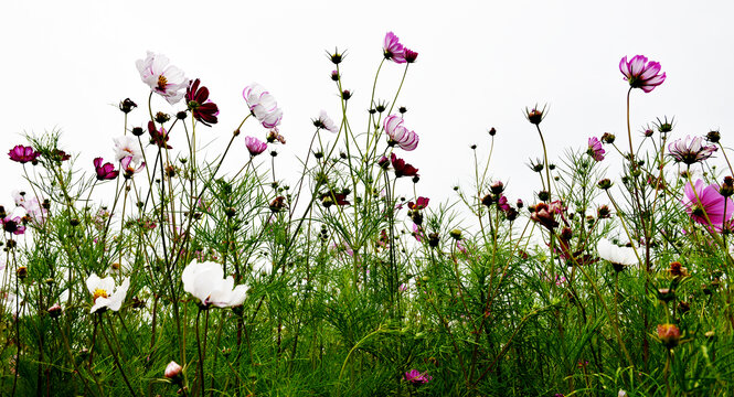 格桑花