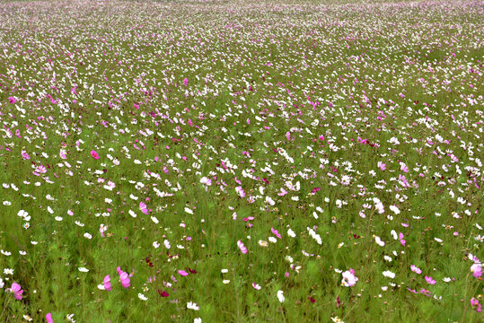 格桑花