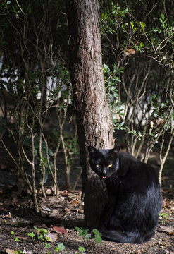 黑猫野猫