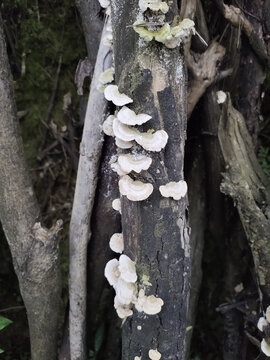 野生菌子