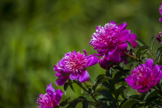 芍药