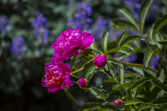 芍药