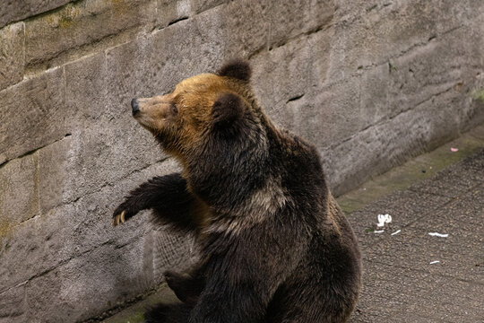 西藏棕熊