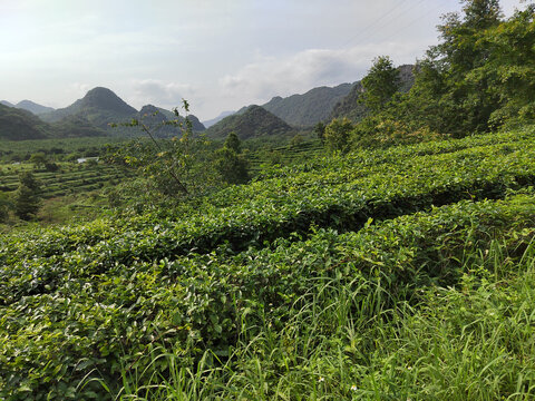 红茶谷