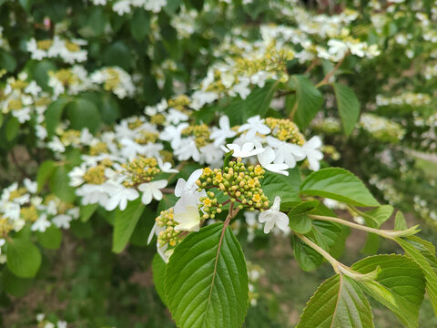 蝶花飞舞