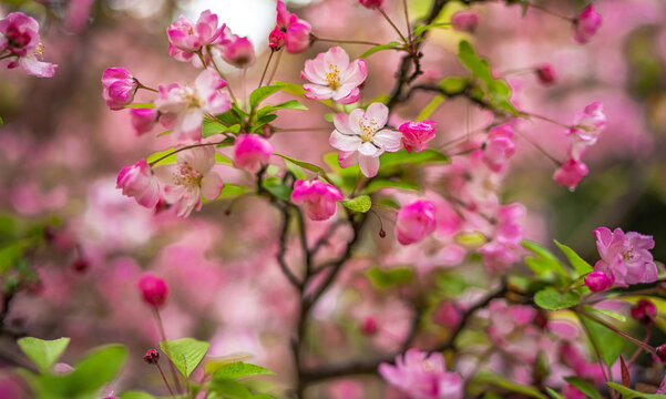 垂丝海棠花