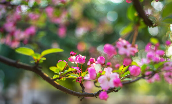 垂丝海棠花