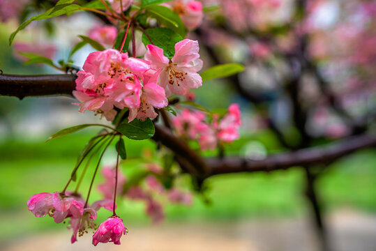 雨中垂丝海棠花