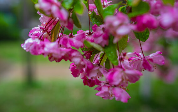 雨中垂丝海棠花