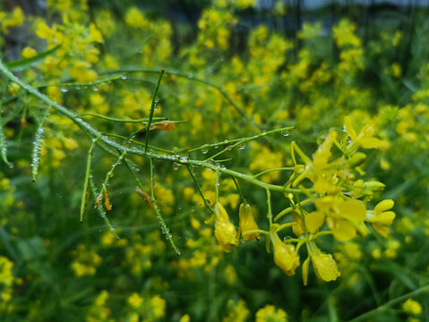 油菜花