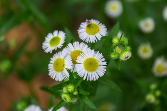 野菊花