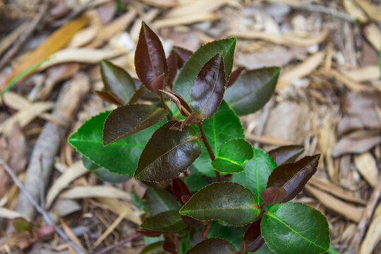 油茶树