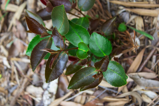 油茶树