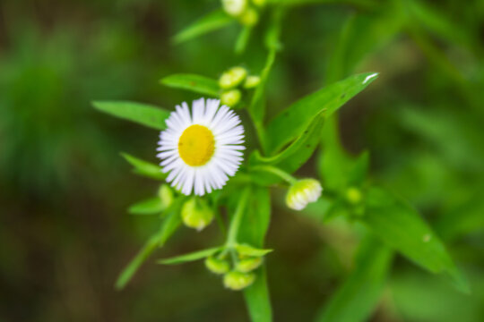 野菊花