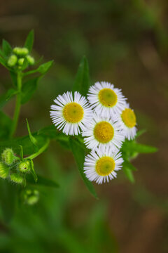 野菊花