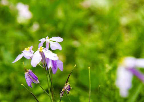 诸葛菜花