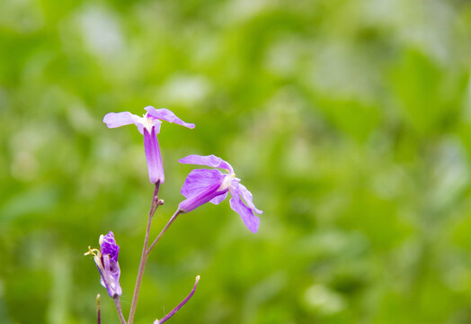 诸葛菜花