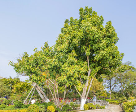 鼓浪屿菽庄花园园内树木树林