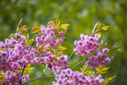 樱花