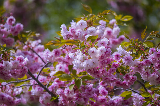 樱花