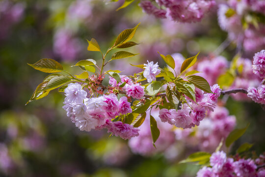 樱花