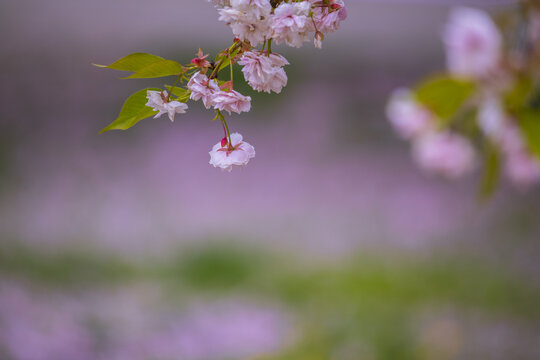 樱花