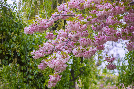 樱花