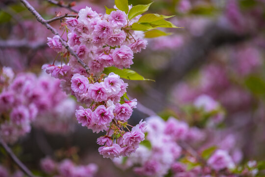 樱花