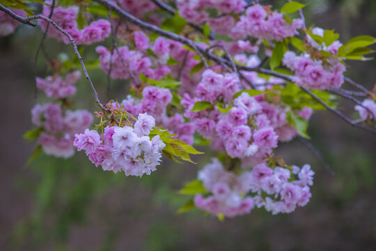 樱花