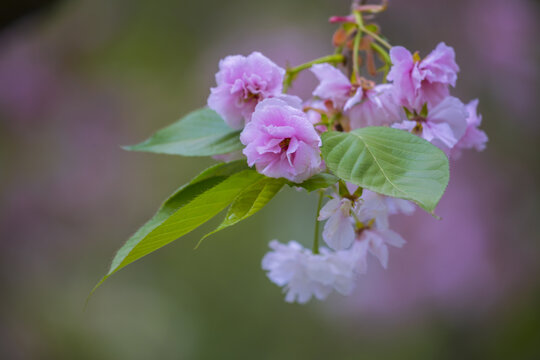 樱花