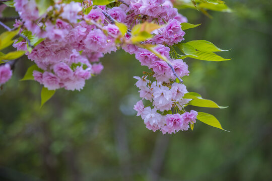 樱花