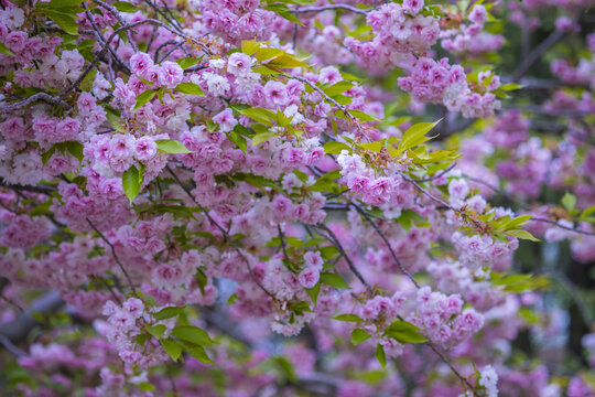 樱花